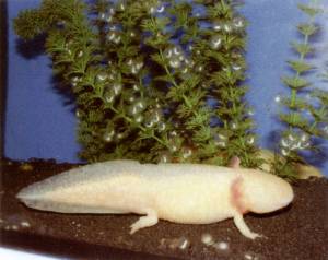 Aquakultur Genzel GmbH - Axolotl (Ambystoma mexicanum) Haltung und Zucht