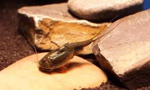 Triops australiensis Ayers Rock