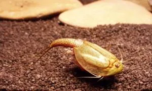 Triops cancriformis Grün Spanien