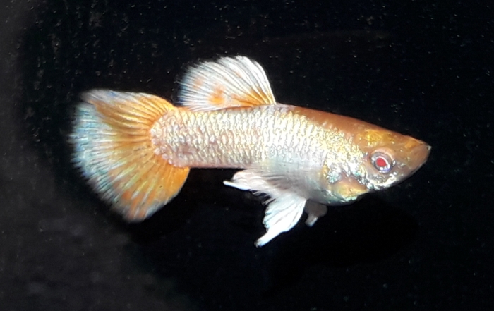 Guppy CandyPink