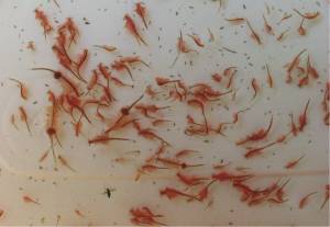 Artemia