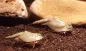 Preview: Triops Black Beauty der 9cm große Urzeitkrebs im Aquarium auf dunklem Bodengrund