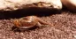 Preview: Triops cancriformis der braune bzw. normale Sommerschilderkrebs im Aquarium halten Preview: Triops cancriformis der braune bzw. normale Sommerschilderkrebs im Aquarium halten