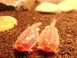 Preview: Triops cancriformis rot Beni-Kabuto Ebi die Urzeitkrebse in rot als eigene Aufzucht im Zuchtset Preview: Triops cancriformis rot Beni-Kabuto Ebi die Urzeitkrebse in rot als eigene Aufzucht im Zuchtset