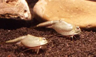 Triops Black Beauty Krebse im Aquarium. Ein 9cm großer Urzeitkrebs im Aquarium halten und züchten