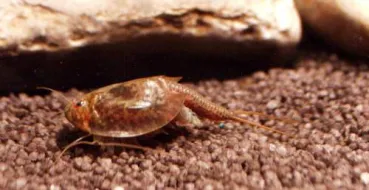 Triops cancriformis der braune bzw. normale Sommerschilderkrebs im Aquarium halten