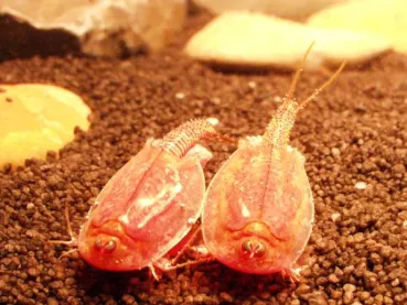 Triops cancriformis rot Beni-Kabuto Ebi die Urzeitkrebse in rot als eigene Aufzucht im Zuchtset
