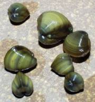 Kugelmuschel Typ1 (Zwergmuschel)