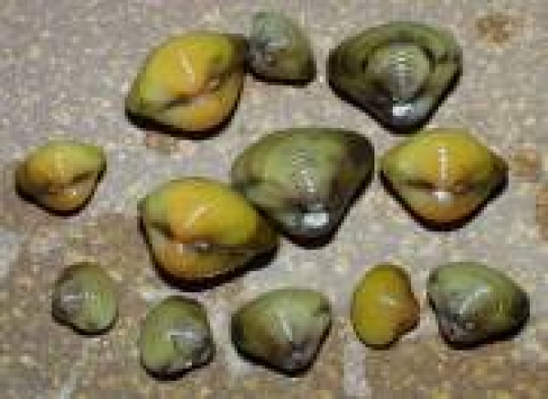 Kugelmuscheln