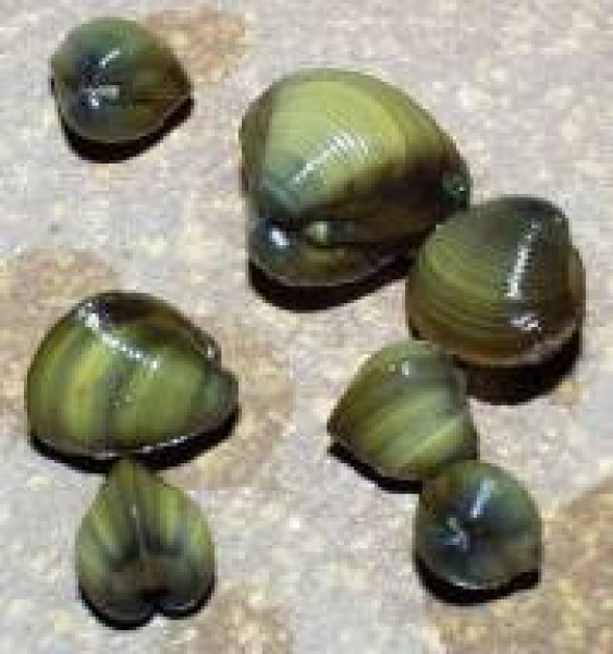 Kugelmuscheln